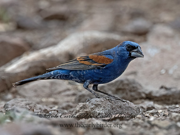 Guiraca caerulea  BLUE GROSBEAK 3037333z