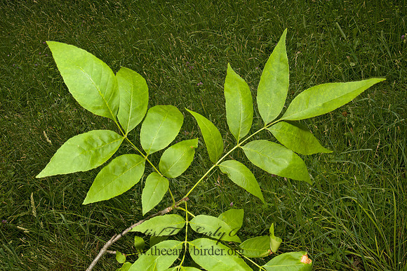 Fraxinus pennsylanicus subintegerrima  GREEN ASH 5009165z