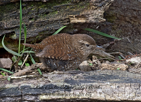 Troglodytes hiemalis  WINTER WREN 9028310z