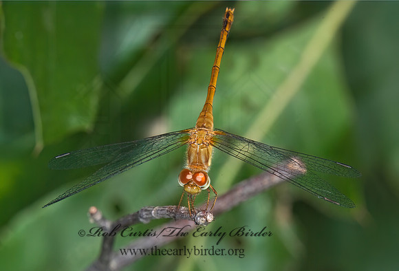 Sympetrum ambiguum 6012051 Fz