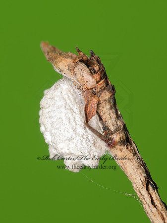 Fulgoraecia exigua  PLANTHOPPER PARASITE MOTH 9014667z