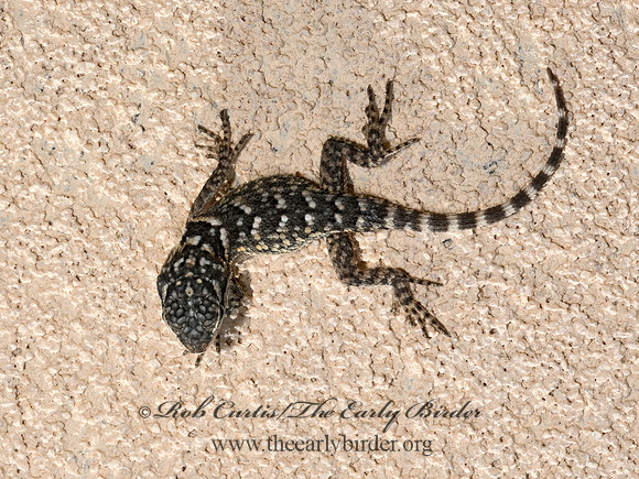 Sceloporus cyanogenys  BLUE SPINY LIZARD 3036225-z