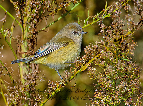 Leiothlypis celata  ORANGE-CROWNED WARBLER 1277109z