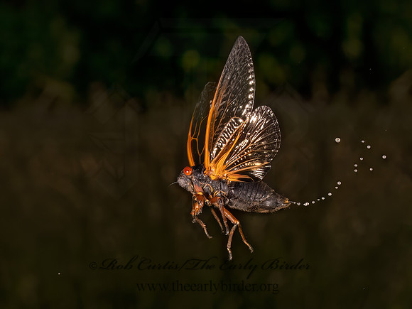 Magicicada cassinii CASSIN'S CICADA 9089377z (1)