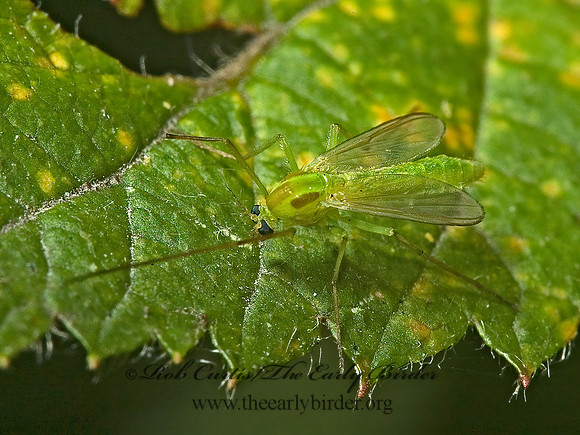 Chironomini  NON-BITING MIDGE 5002036z