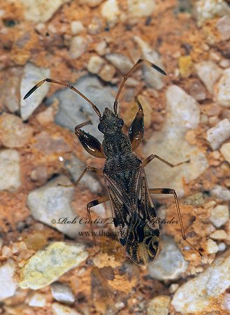 Neopamera albocincta 200936z