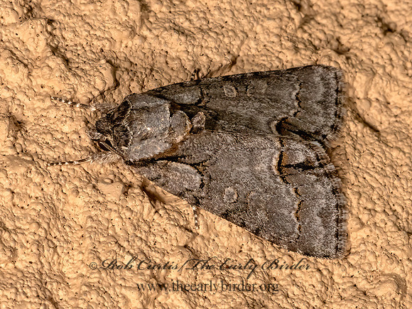 Acronicta  DAGGER MOTH 3023214z