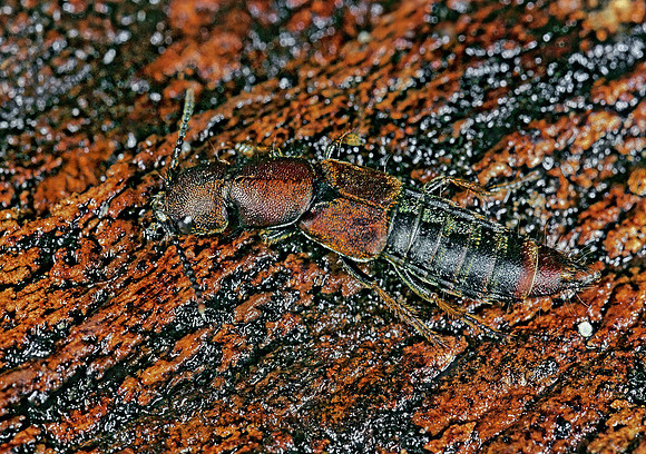 Platydracus cinnamopterus 265605z