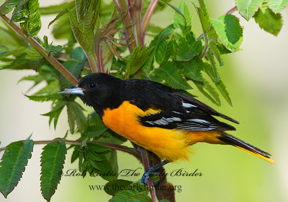 Icterus galbula  BALTIMORE ORIOLE  8003696z