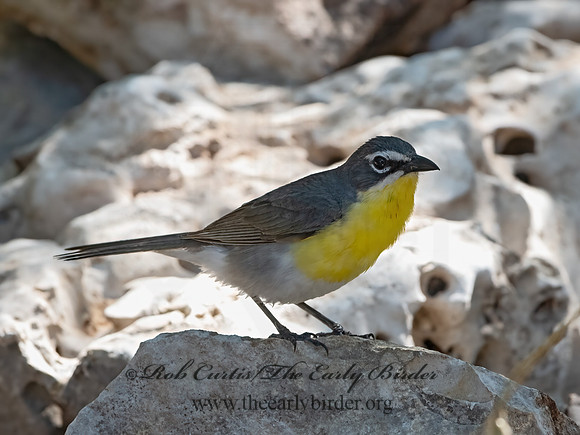 Icteria virens  YELLOW-BREASTED CHAT 3039866z
