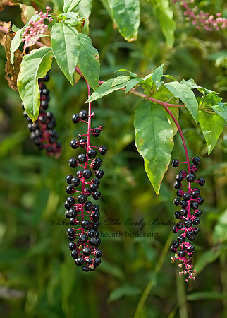 Phytolacca americana  POKEWEED 7015517z