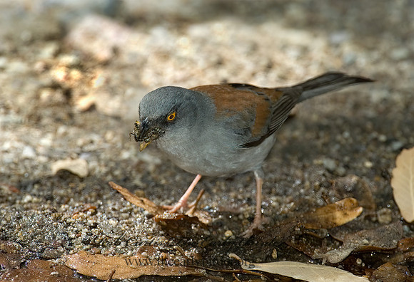 Junco phaeonotus  YELLOW-EYED JUNCO 5005819z
