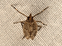 Scolops pungens DICTYOPHARID PLANTHOPPER 9051972z