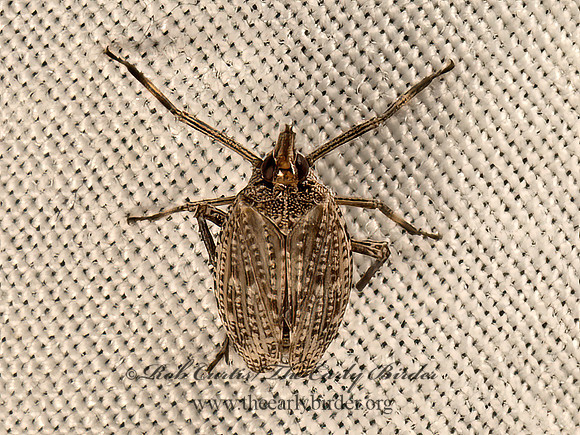 Scolops pungens  DICTYOPHARID PLANTHOPPER 9051972z