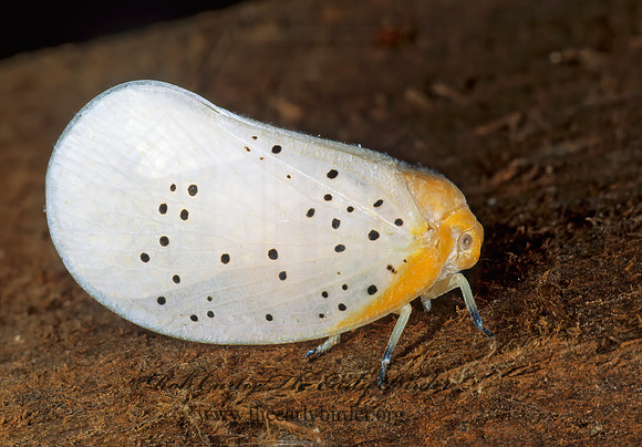 Poekilloptera 193915z