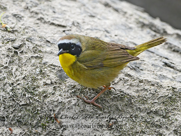 Geothlypis trichas  COMMON YELLOWTHROAT 3020104z