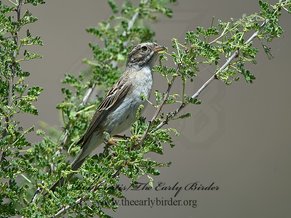 Spizella breweri  BREWER'S SPARROW 9056530z