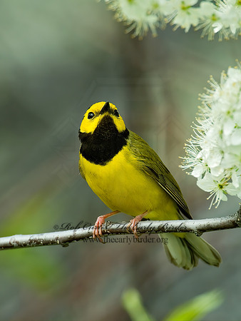 Setophaga citrina  HOODED WARBLER 4000470 z