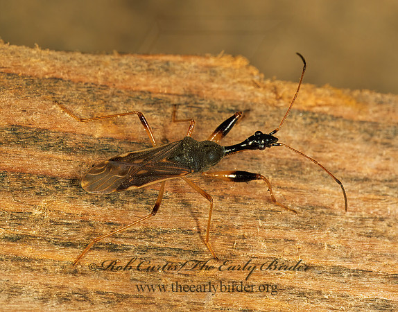 Myodocha serripes 200508z