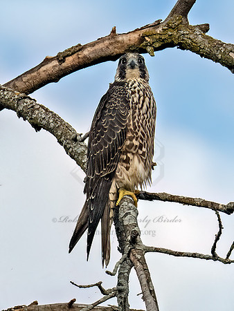 Falco peregrinus PEREGRINE FALCON 9091173z