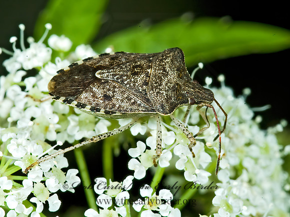 Euschistus tristigmus  DUSKY STINGBUG 5013015z