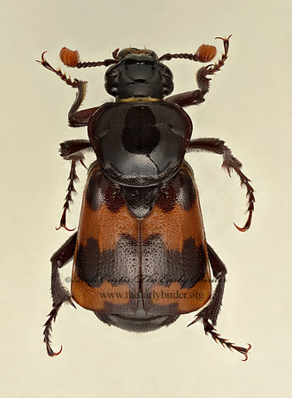 Nicrophorus marginatus  MARGINED BURYING BEETLE 9020248z