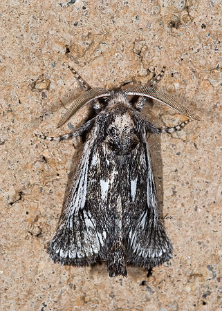 Hypopta palmata COSSID MOTH  6025131z