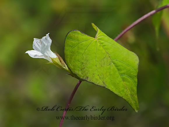 Ipomoea lacunosa  WHITE MORNING GLORY 9049790z