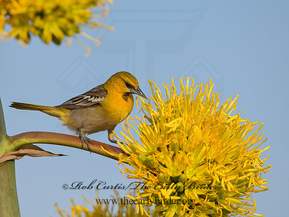 Icterus cucullatus  HOODED ORIOLE 9056614z