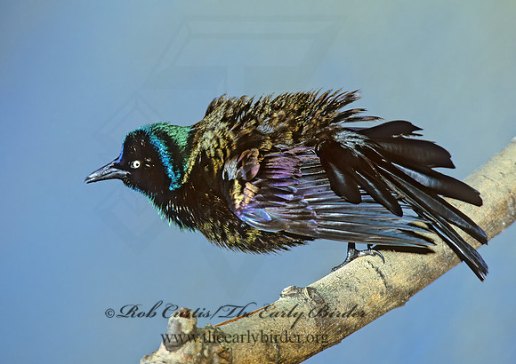 Quiscalus quiscula  COMMON GRACKLE 297621z