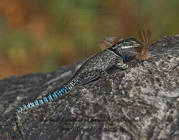 Sceloporus jarrovi  YARROW'S SPINY LIZARD 6026754z