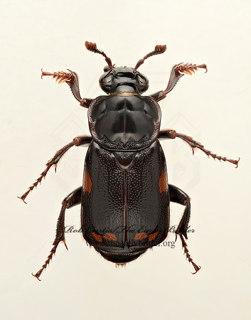 Nicrophorus pustulatus 9020308z