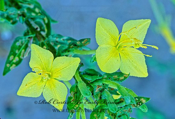 Oenothera rhombipetala  FOURPOINT EVENING PRIMROSE 243934z