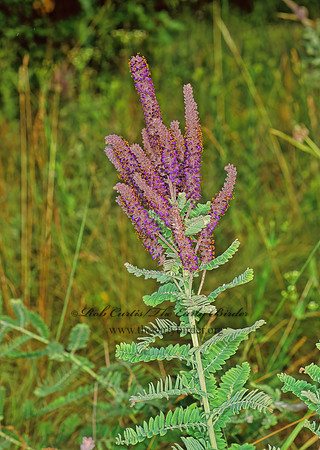 Amorpha canescens  LEADPLANT 1111122z