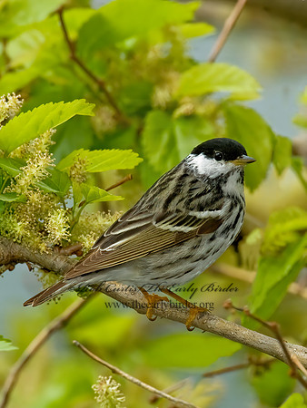 Setophaga striata  BLACKPOLL WARBLER 8013345z