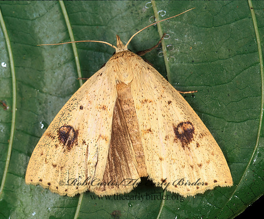 Alabama argillacea  ANOMINI EREBID MOTH 194819z