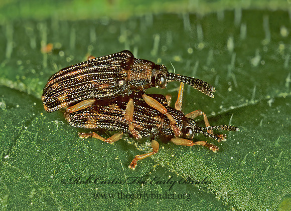 Sumitrosis inequalis HISPINE LEAF BEETLE 1111829z