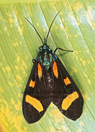 Cyanopepla arrogans  CTENUCHINI TIGER MOTH 201508 z