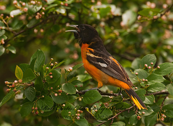 Icterus galbula  BALTIMORE ORIOLE  3002364z
