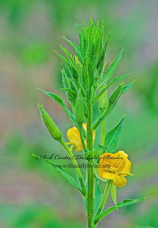 Oenothera biennis  COMMON EVENING PRIMROSE 208524z