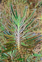 Bryophyllum daigremontianum DEVIL'S BACKBONE 270132z