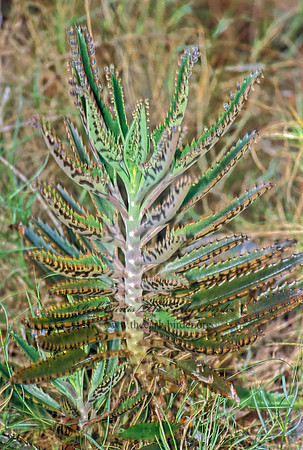 Bryophyllum daigremontianum  DEVIL'S BACKBONE 270132z
