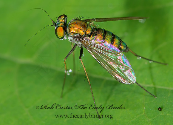 Condylostylus caudatus group  LONGLEGGED FLY 9013614z