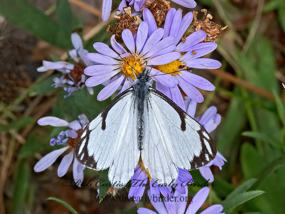 Neophasia menapia  PINE WHITE 3024449z