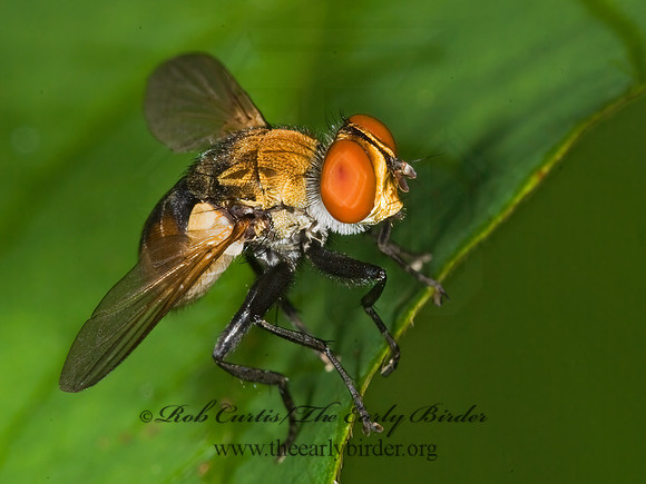 Gymnoclytia occidua  PHASIINAE TACHINID FLY 6007607z