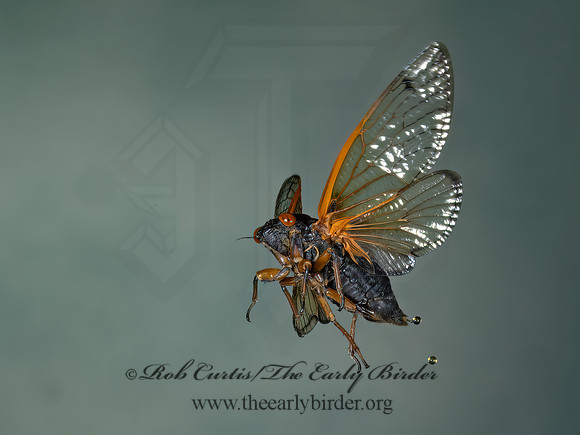 Magicicada cassinii CASSINI'S 17-YEAR CICADA 9089093z