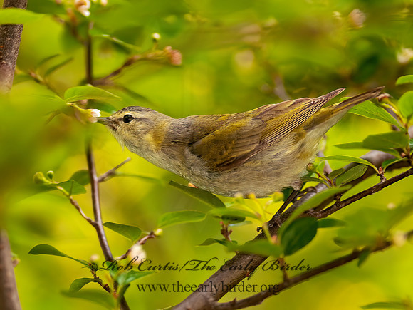 Leiothlypis peregrina  TENNESSEE WARBLER 3002428z
