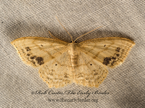 Scopula limboundata  LARGE LACE-BORDER 9050732z