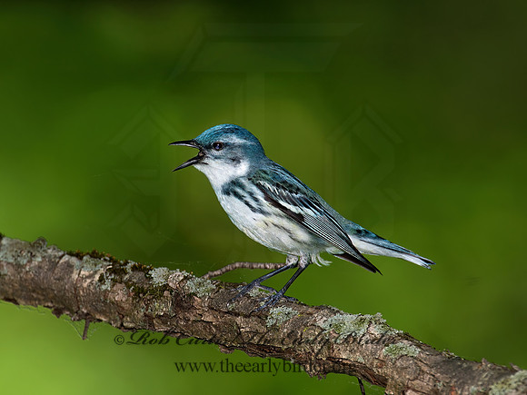 Setophaga cerulea  CERULEAN WARBLER 9023087z