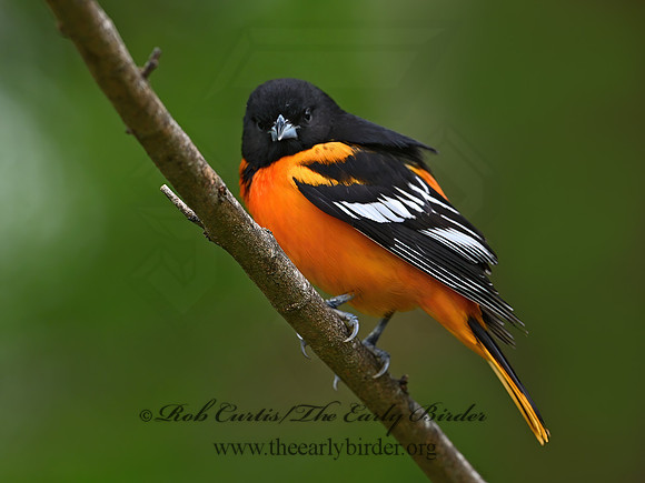 Icterus galbula  BALTIMORE ORIOLE 3030089z